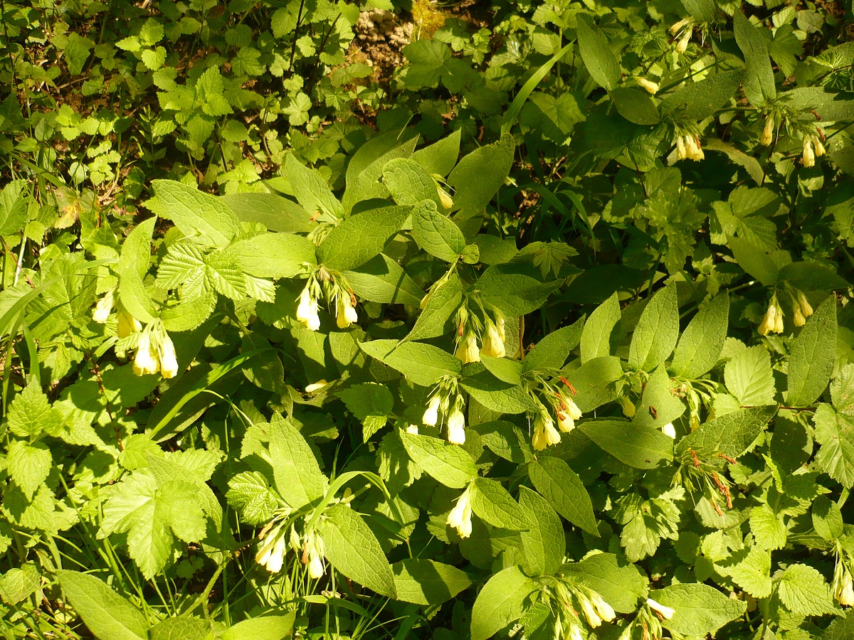 Symphytum tuberosum (Boraginaceae)
